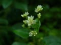 [45]ツルソバ03-01Polygonum chinese (071029).jpg