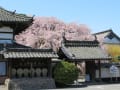 典厩寺の枝垂桜