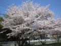 長岡京付近の桜