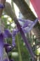 ビルベルギア・カールマニーの青い花