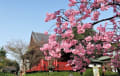 静かな上野公園の桜