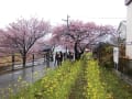 2014.02.27-28河津桜・下賀茂