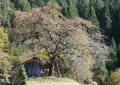 柿の老木・若木の四季桜そして紅葉と大杉を観に