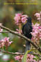 [34]Hair-crested Drongo15Nov2013-05a-s.jpg