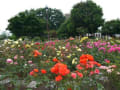 港の見える丘公園の花　横浜