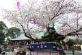 川越市街地の桜