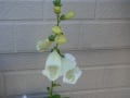 [261]Digitalis611272.JPG