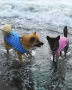 雑種犬鈴ちゃん&風愛ちやんと海遊び