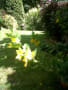 Budderia, Bee- My garden