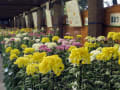 川口グリーンセンターで菊花展が始まる、搬入。