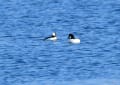 2017年1月冬の北海道野鳥紀行　道東編