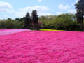 2011　千葉市の芝桜