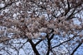 2017/04 市民の森の桜