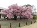 向島小学校の蓬莱桜