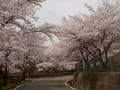 神山森林公園の桜