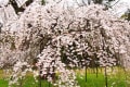 [1]上賀茂神社の桜１