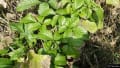 多摩川の植物：８月～９月：その３