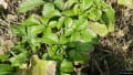 多摩川の植物：８月～９月：その３