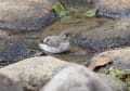 水場に集まる鳥　コサメビタキ　エゾビタキ