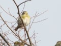 松戸市「２１世紀の森」で出会った野鳥