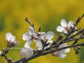 菜の花畑 と 桜のコラボレーション
