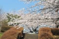 昭和記念公園満開の桜