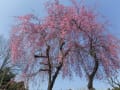 満開になった小串カタクリの里と、その周辺の桜