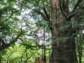 東京都北区王子本町、樹齢500年のイチョウノキの巨樹　3