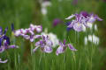 北山公園の花菖蒲