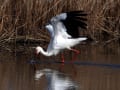 レンジャク・カラムクドリ・サンカノゴイなど～冬の野鳥2012.2