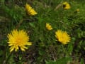 野の花が次々と開花しています