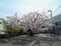 弘明寺の桜と商店街