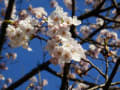 Sakura at High Park 2013