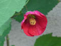 [9]abutilonr0914.jpg