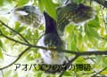 アオバズクの森の物語