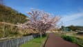 ２０１６年摂津峡・桜公園の桜