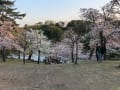 奈良公園桜2023年3月31日