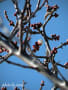 [37]20120204_大宮第二公園梅林_0044_雪月花AL.jpg