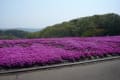 栃木県市貝町芝桜公園