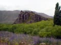 「ニュージーランドの風景」・・花のない風景