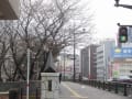 平成23年熊本市白川に架かる大甲橋の桜