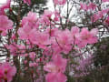 赤城自然園2016年4月10日