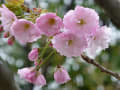 京都　桜だより　梅小路公園⑥