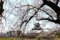 清州城公園の桜
