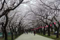 高田公園　桜満開