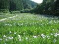 加茂花菖蒲園