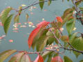 大岡川縁の紅葉