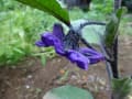 趣味の家庭菜園で過ごしました。枝豆の種まき、花の苗を植えたり・・・