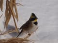 野鳥三昧