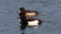 近くのため池で発見した渡り鳥